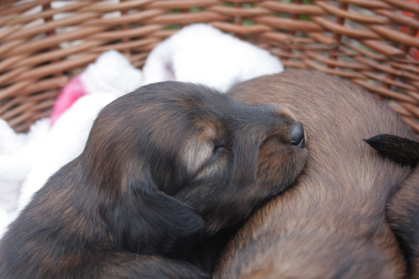 Les Ptits Coeurs Lorrains - Chiots disponibles - Teckel poil long