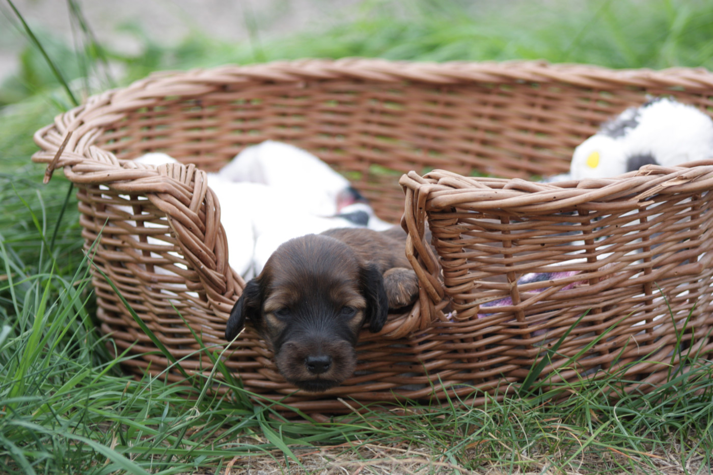 Les Ptits Coeurs Lorrains - Chiots disponibles - Teckel poil long