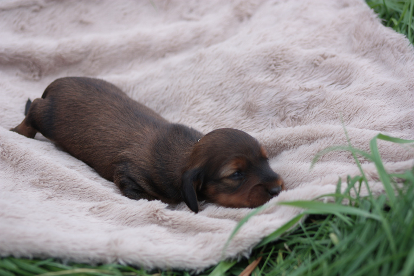 Les Ptits Coeurs Lorrains - Chiots disponibles - Teckel poil long